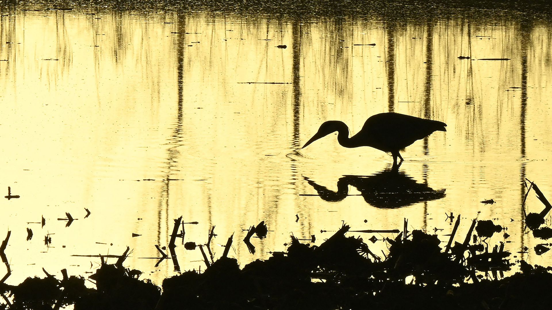 
                                A grey heron wades in a field flooded by the Garonne river near La Reole, France
                            