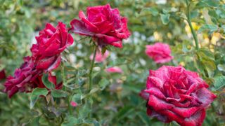 red rose bush suffering from powdery mildew
