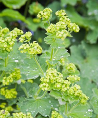 lady's mantle