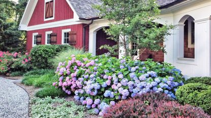 Red house with hydrangeas in front