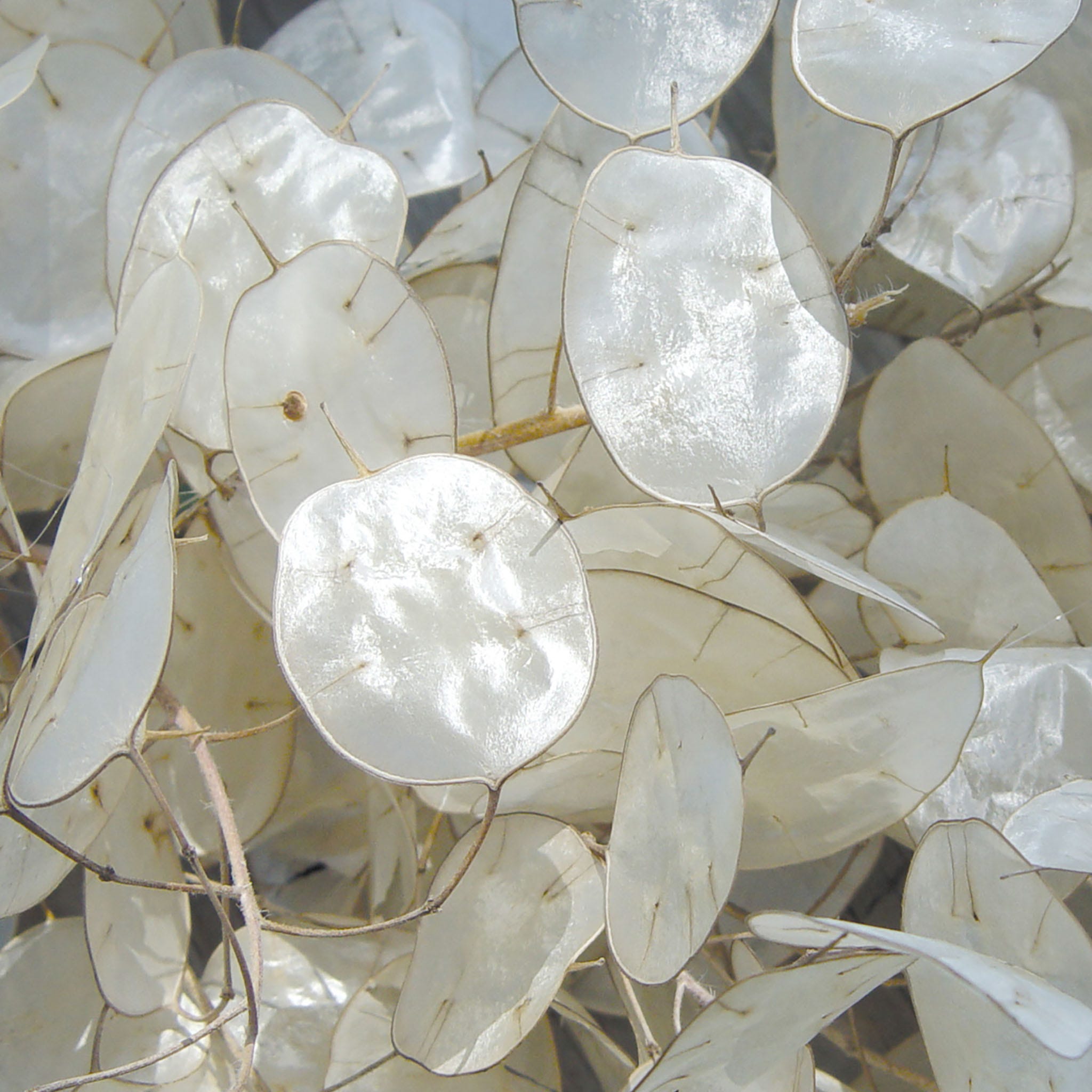 Money Plant Lunaria Seeds