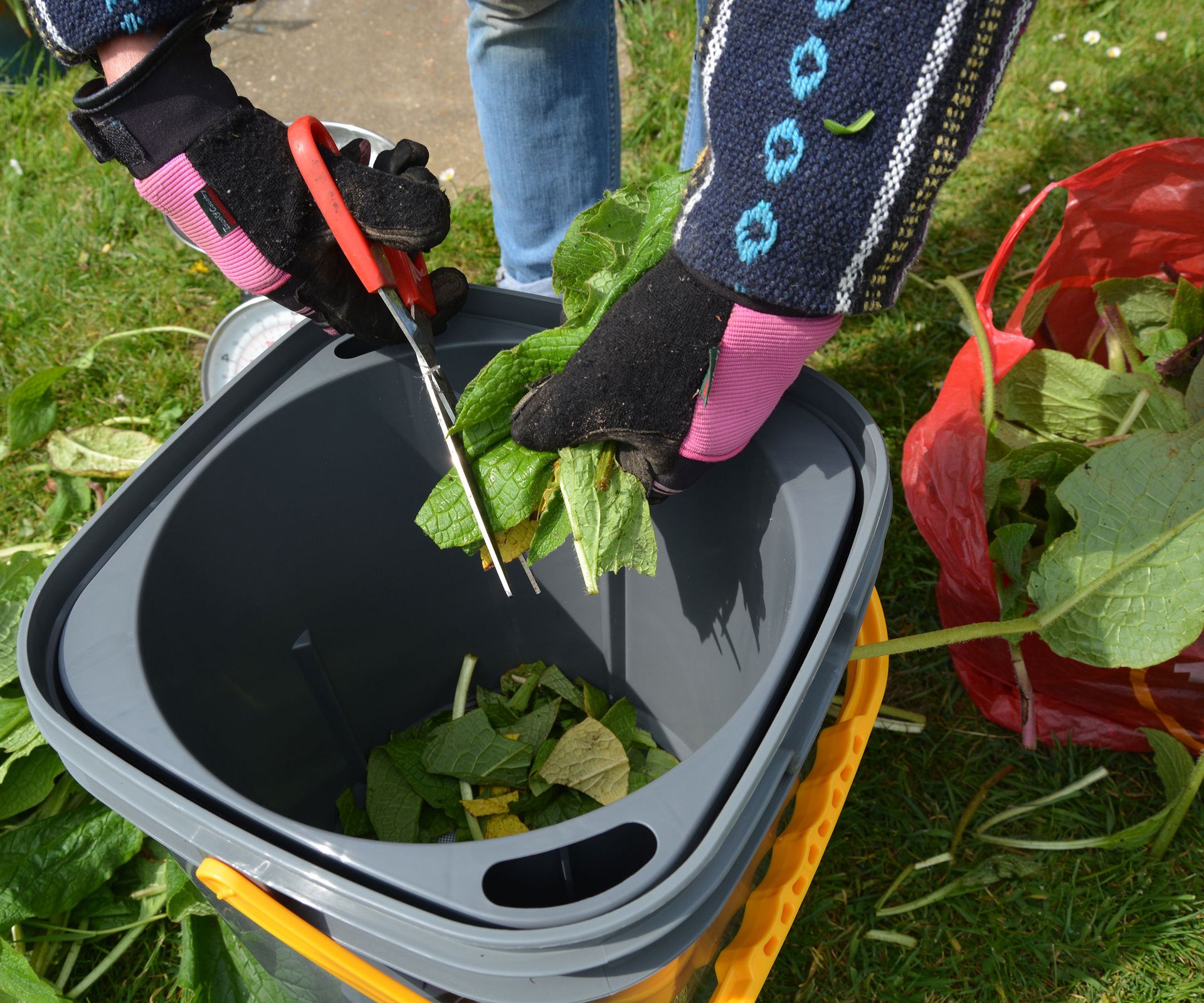 Cutting up comfrey leaves into a container to make comfrey fertilizer