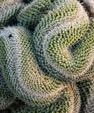 close-up of crested cactus Mammilaria cristata cactus