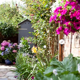 garden with green plants and pink flower plants in pots