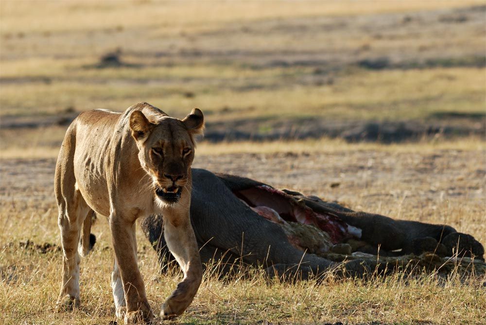 lioness with elephant carcass