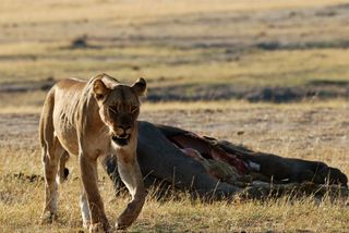 male lion chasing deer