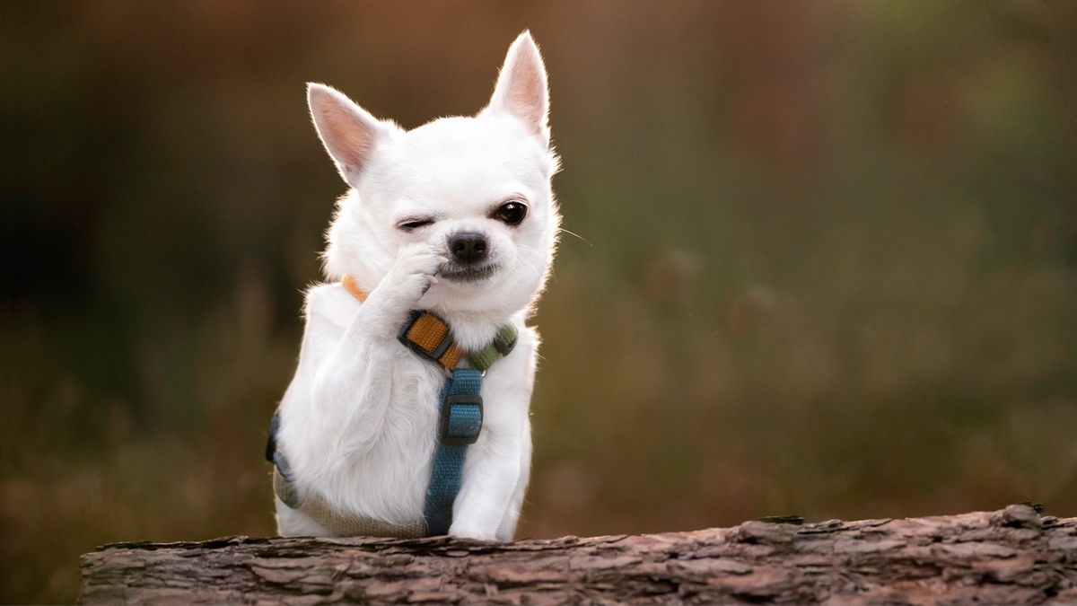 White chihuahua with paw covering nose