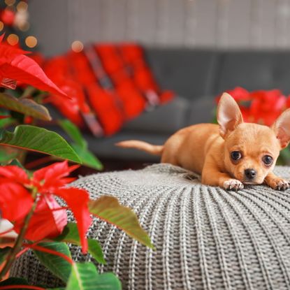 small dog sitting next to poinsettia plant