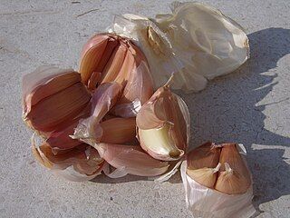 Garlic: Exotic, back in 1951 (Pivari, via Wiki Commons)