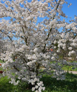 weeping cherry tree in blossom, Prunus x yedoensis