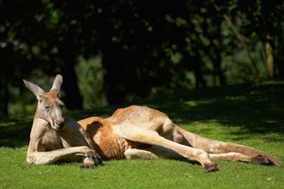 largest animals red kangaroo
