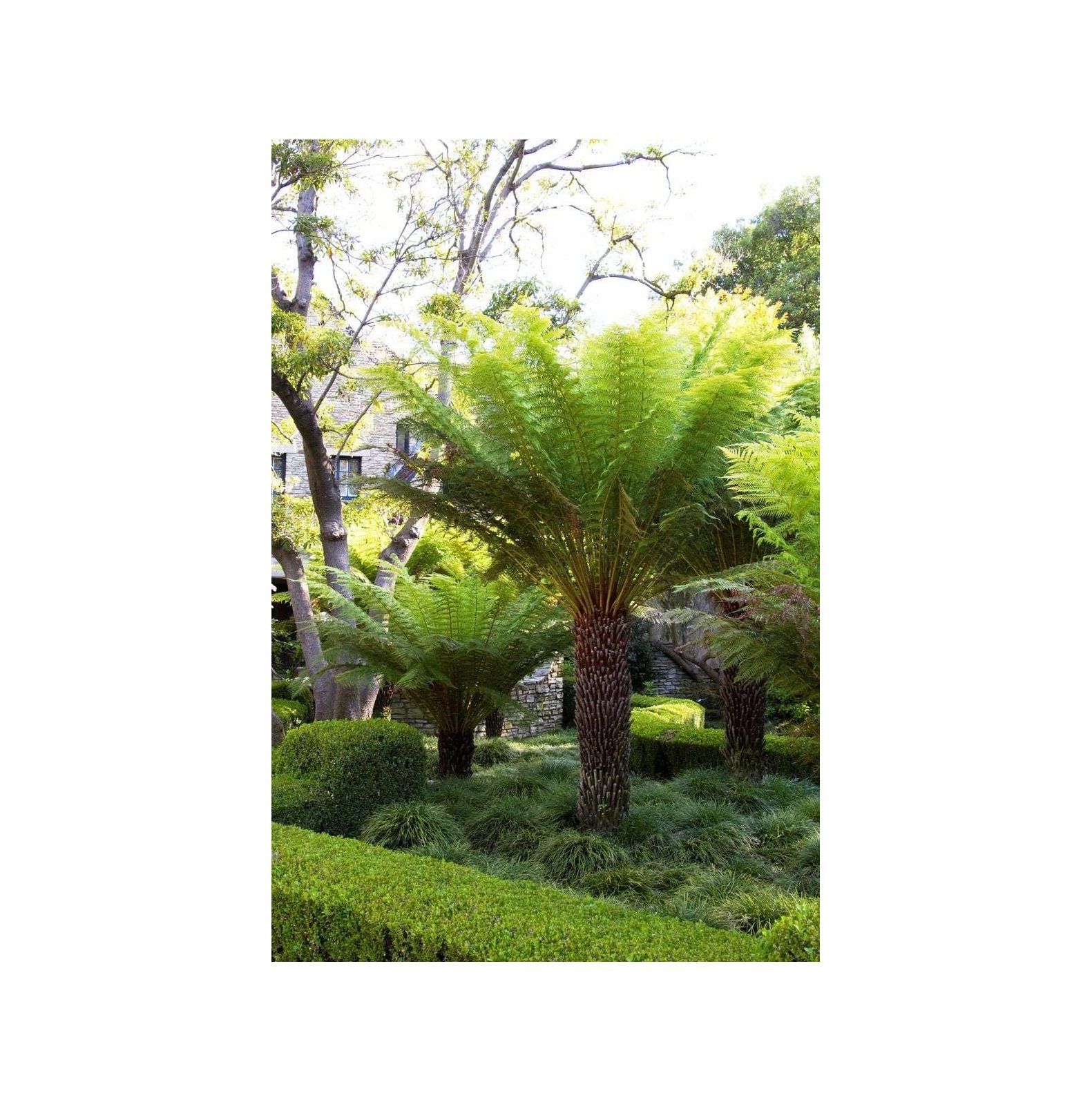 1 Live Plant - Tasmanian Tree Fern Dicksonia Antarctica