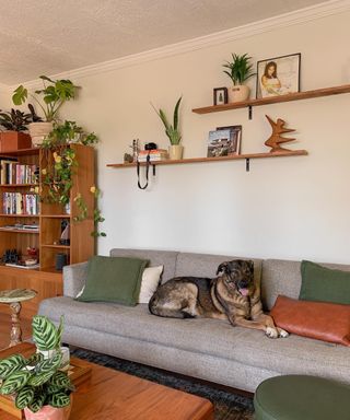 An image of a living room with a gray couch with a dog asleep on it and shelves above it