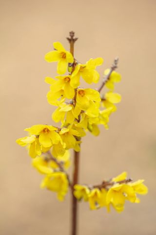 bright yellow flower