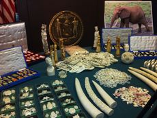ivory bust, poaching, elephants