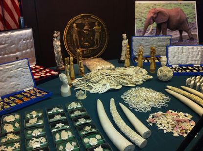 ivory bust, poaching, elephants