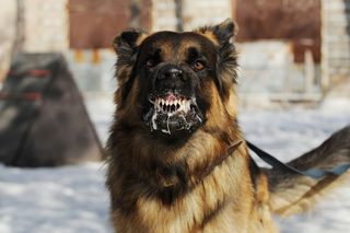 Aggressive German shepherd dog.