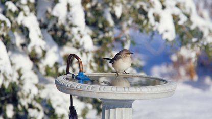 Northern Mockingbird (Mimus polyglottos) at heated bird bath in winter 