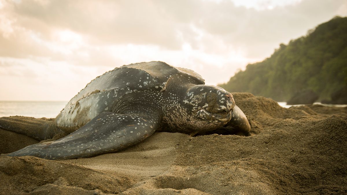 A beautifully detailed image of a leatherback turtle nesting at sunrise on the beach.