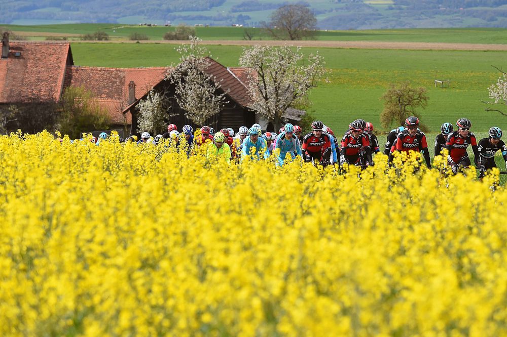 The peloton rides through some spring flowers during stage 4 at the Tour de Romandie