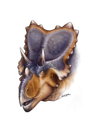 This artist reconstruction reveals the horned dinosaur <em>Mercuriceratops Gemini</em>, a new species of horned dinosaur that sported winglike ornamentation on the sides of its skull.
