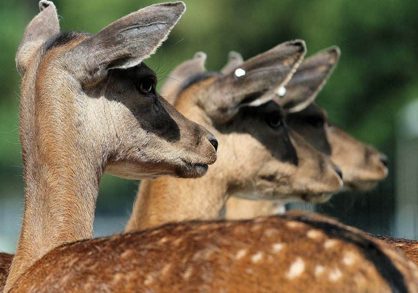 Swiss zoo admits it sold park animals at its restaurant