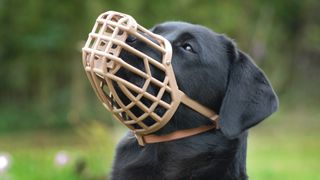 A black dog wearing a plastic muzzle outdoor