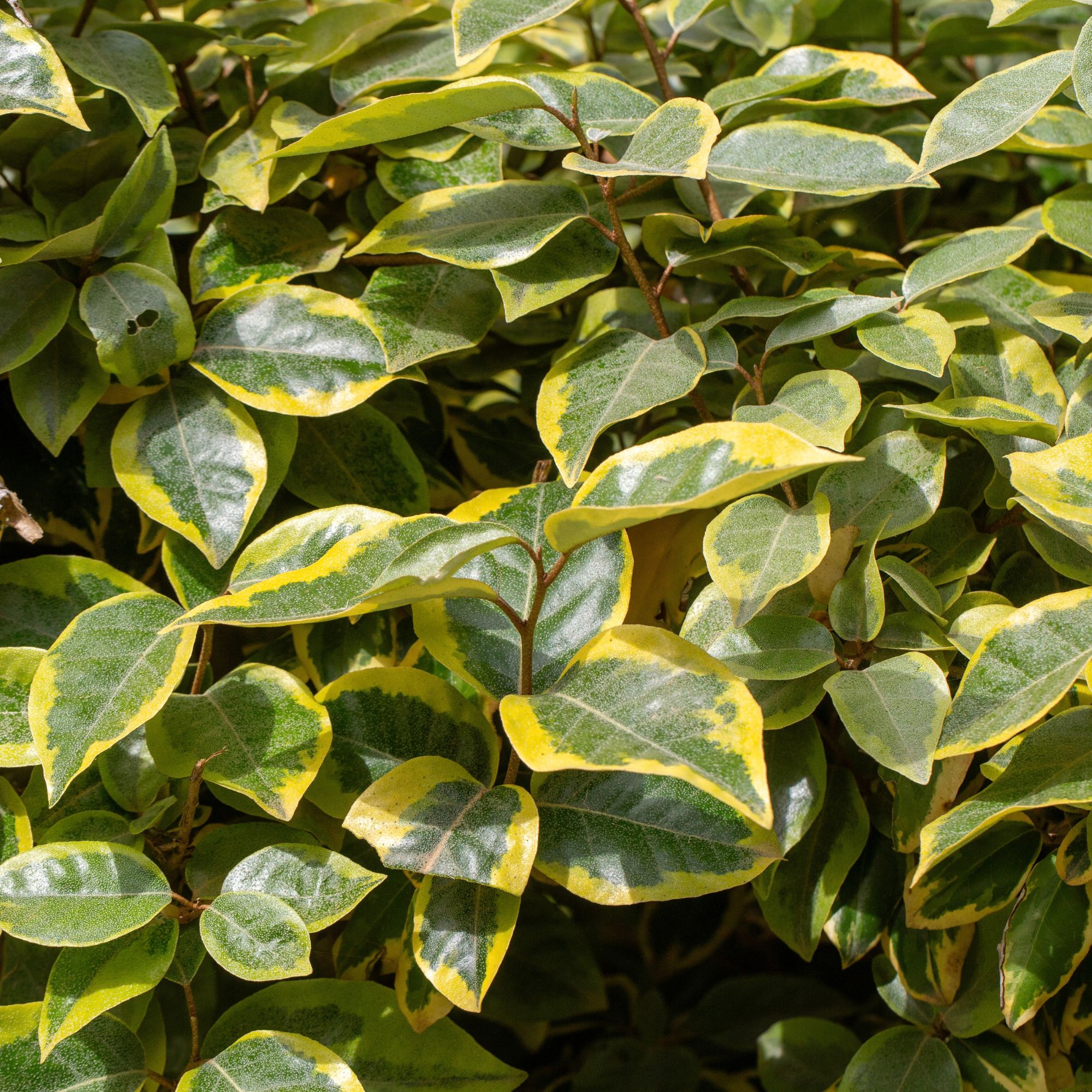 Variegated Elaeagnus shrub