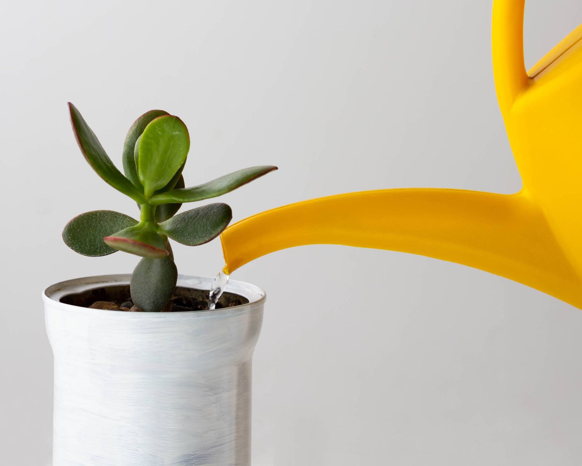 Watering jade plant