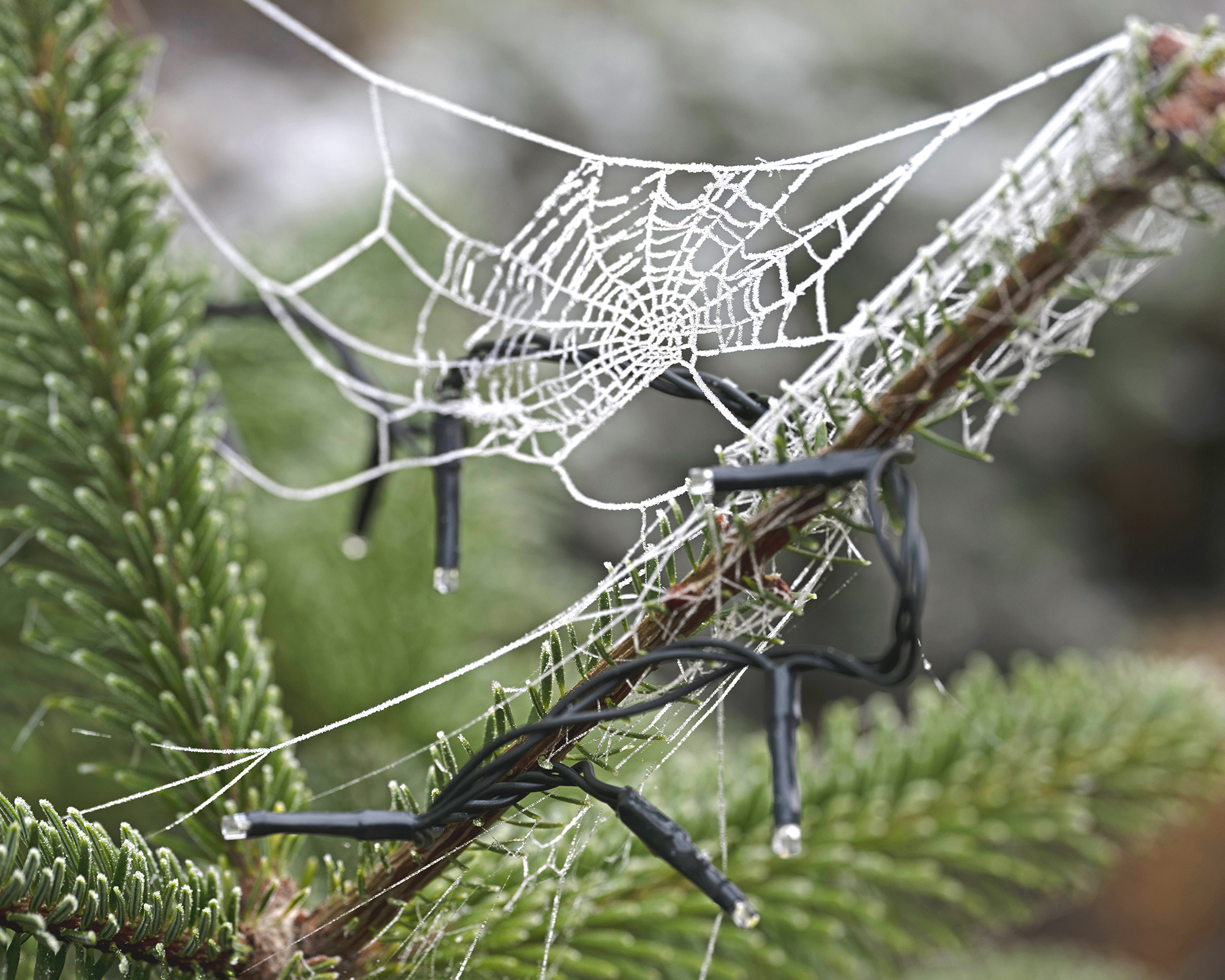 Frost-laden cobwebs on a Christmas tree