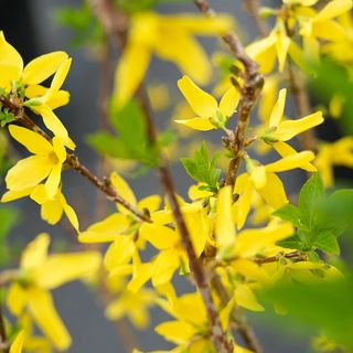 Yellow flowers of forsythia blooming