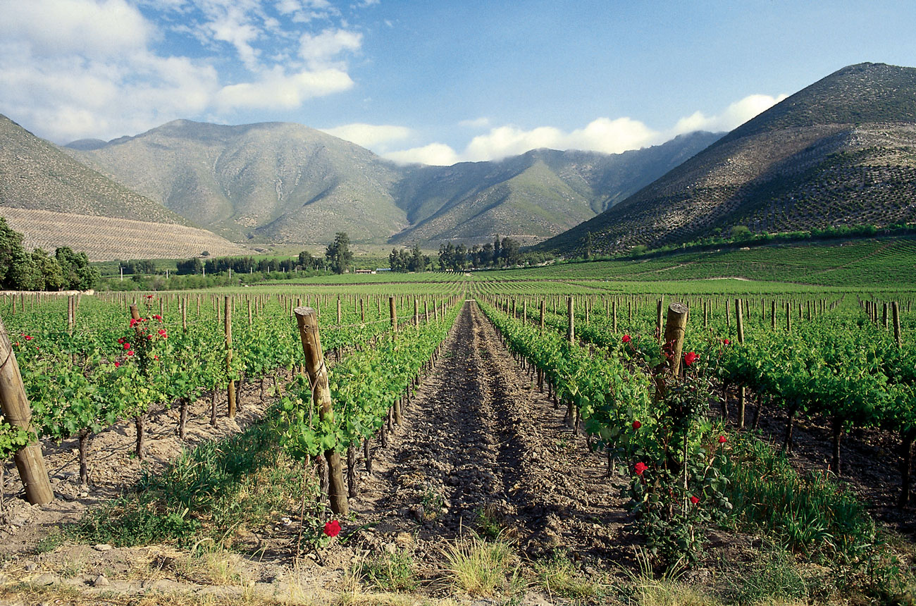 Errazuriz Max I Vineyard Aconcagua Valley