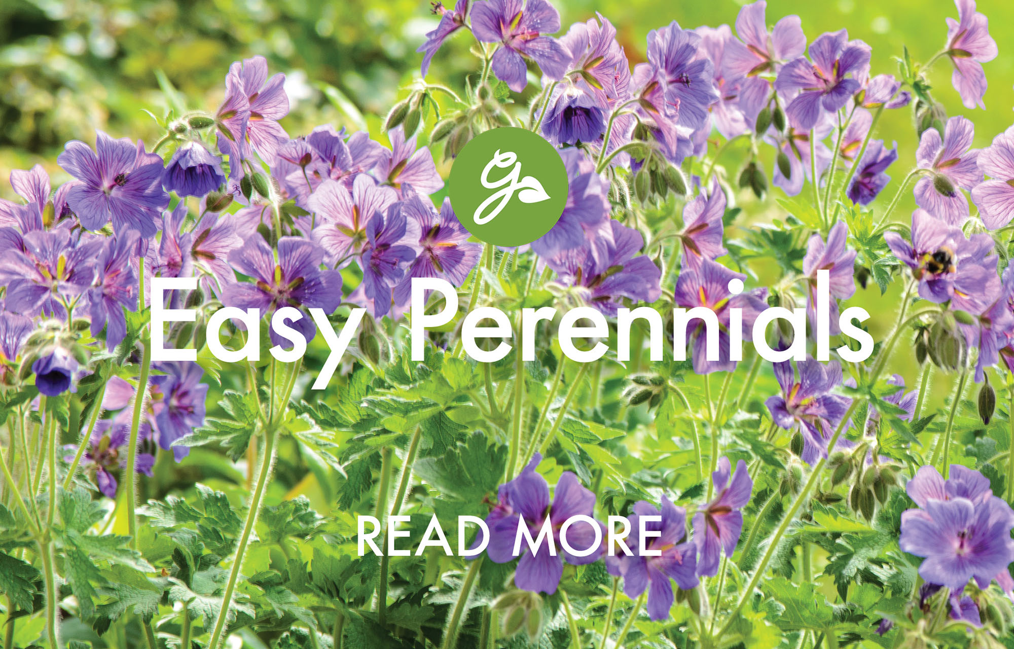 Read more about easy-going perennials to plant in March. Image shows purple hardy geranium