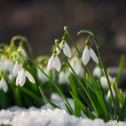 Snowdrops in the snow