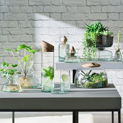 room with plants