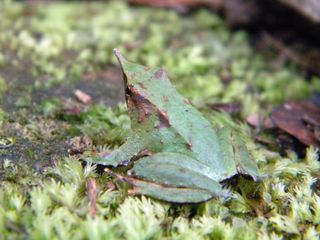 Another view of the southern Darwin's frog (Rhinoderma darwinii) and its pointy nose.