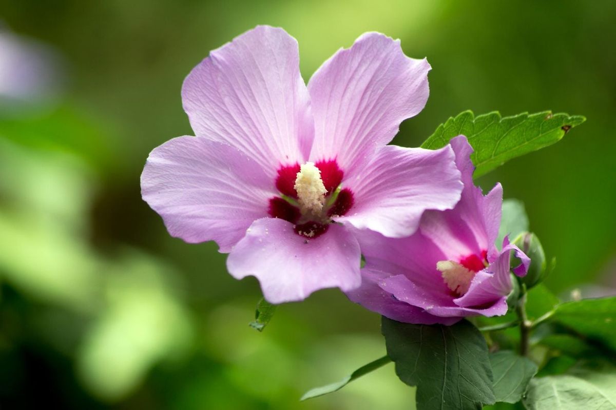 No Blooms On A Rose Of Sharon What To Do When Rose Of Sharon Won't
