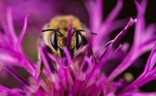 Gustav Parenmark also got a highly commended for his image of a leafcutter bee