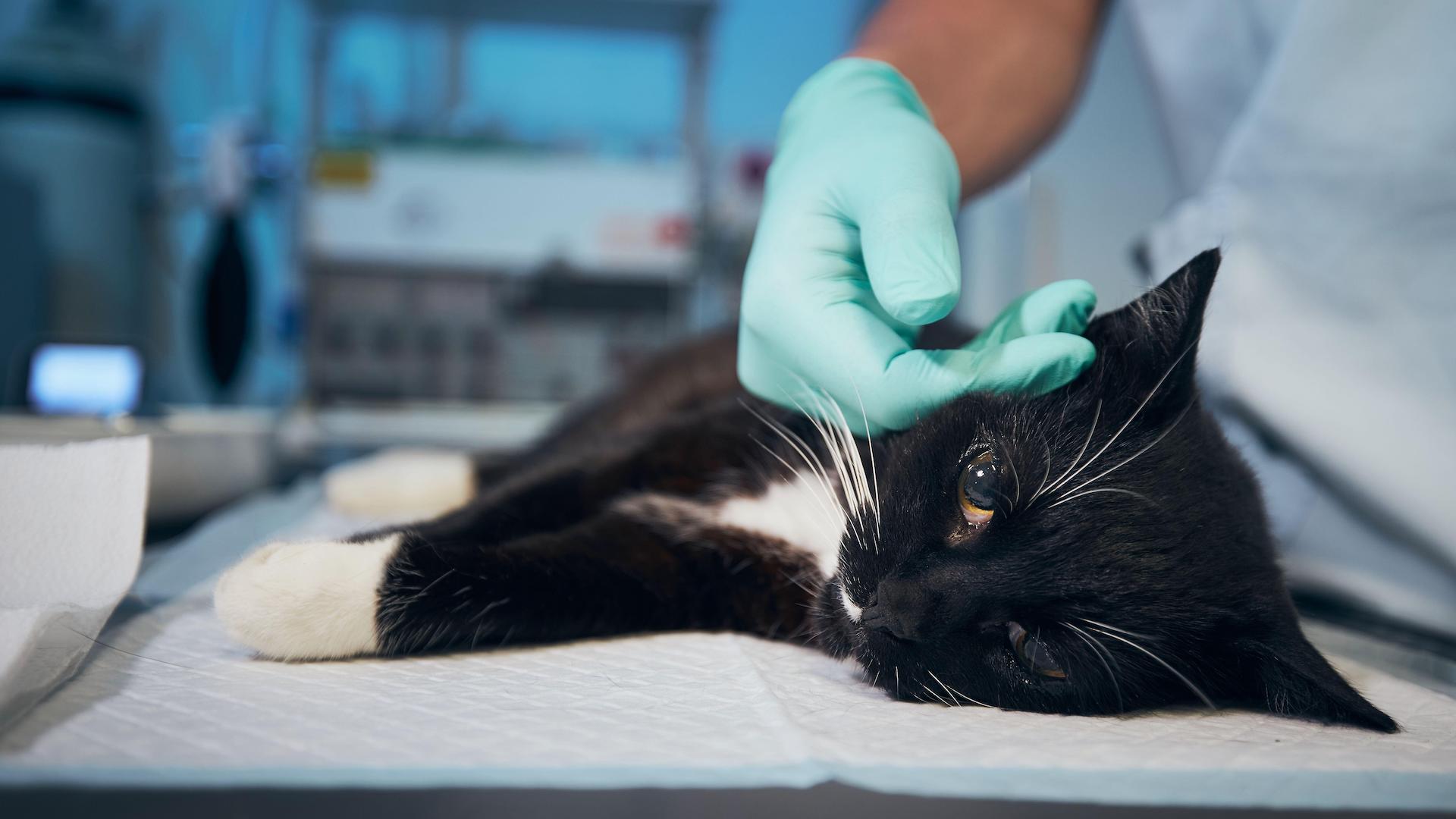 Vet stroking sick cat in clinic