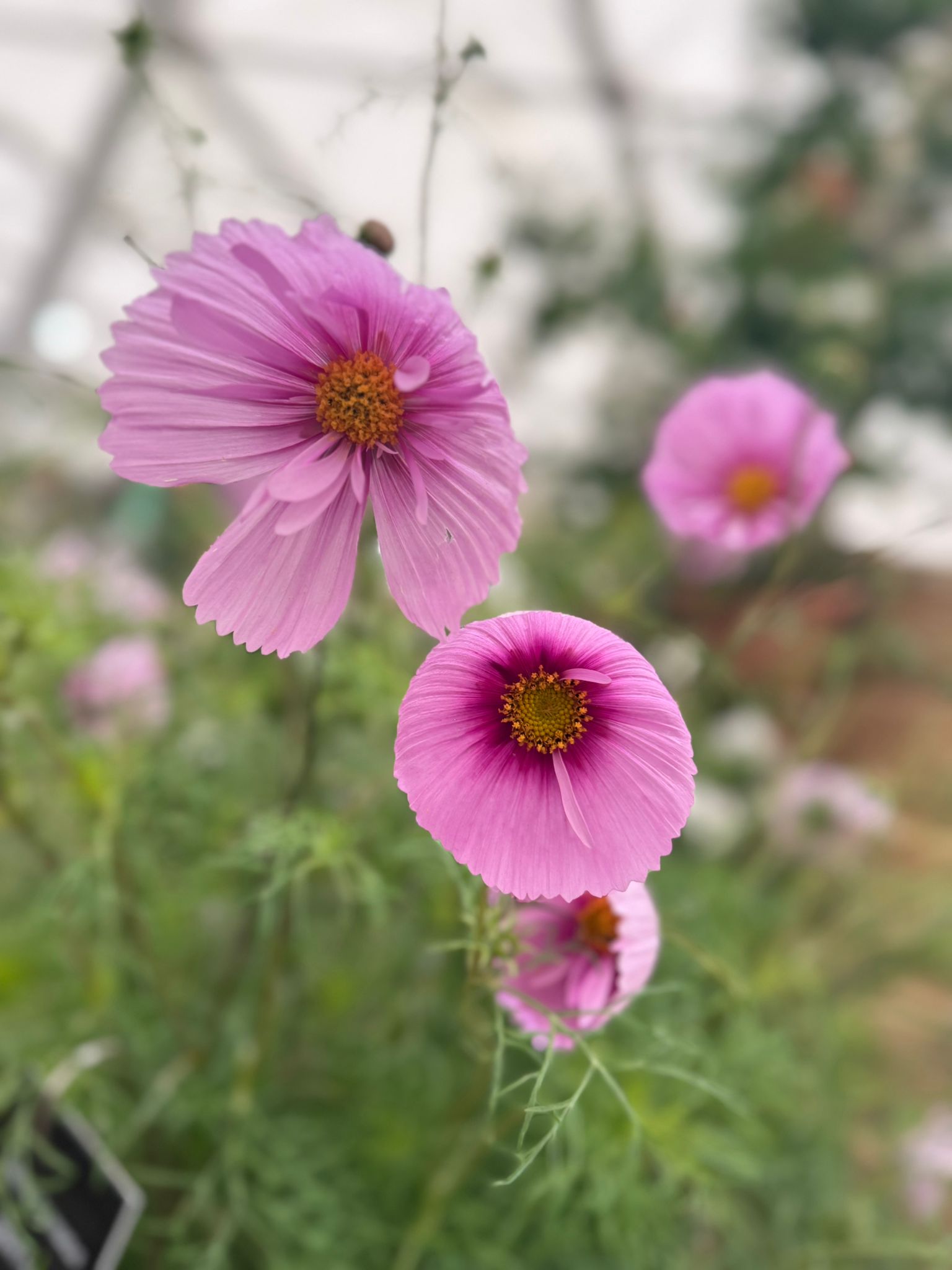 A pink cosmos flower