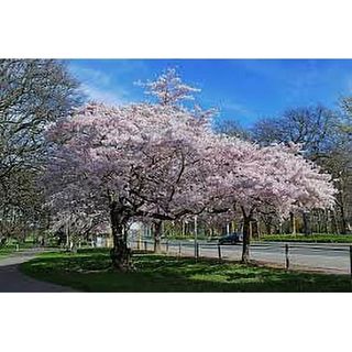 Yoshino Flowering Cherry Tree 6-12
