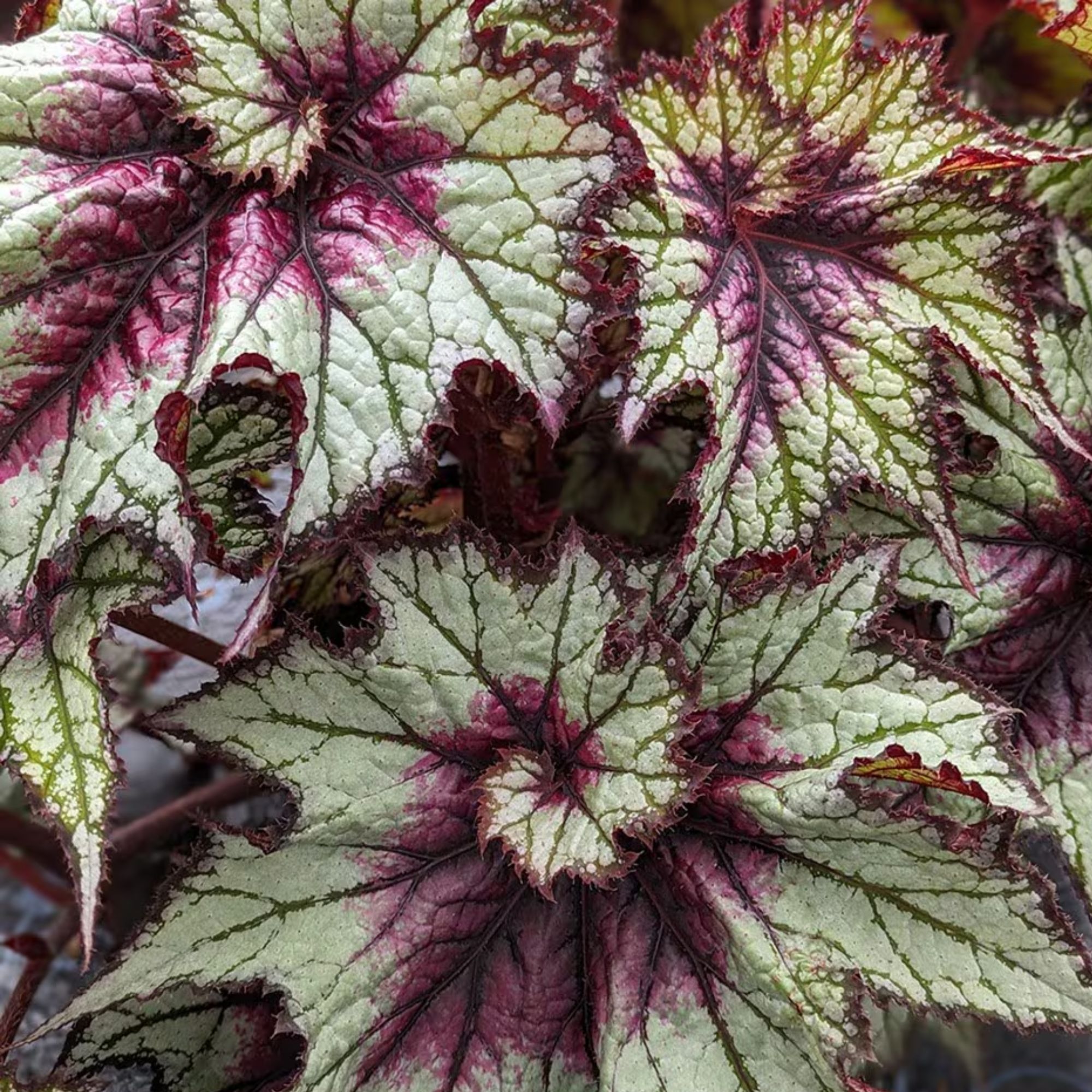 Begonia 'Red Tempest'