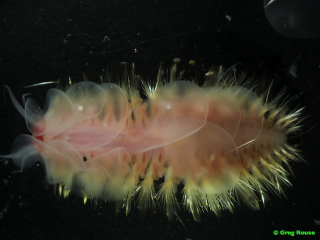A worm-like polynoid creature.