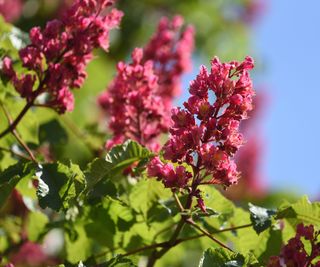 red buckeye shrub in full bloom