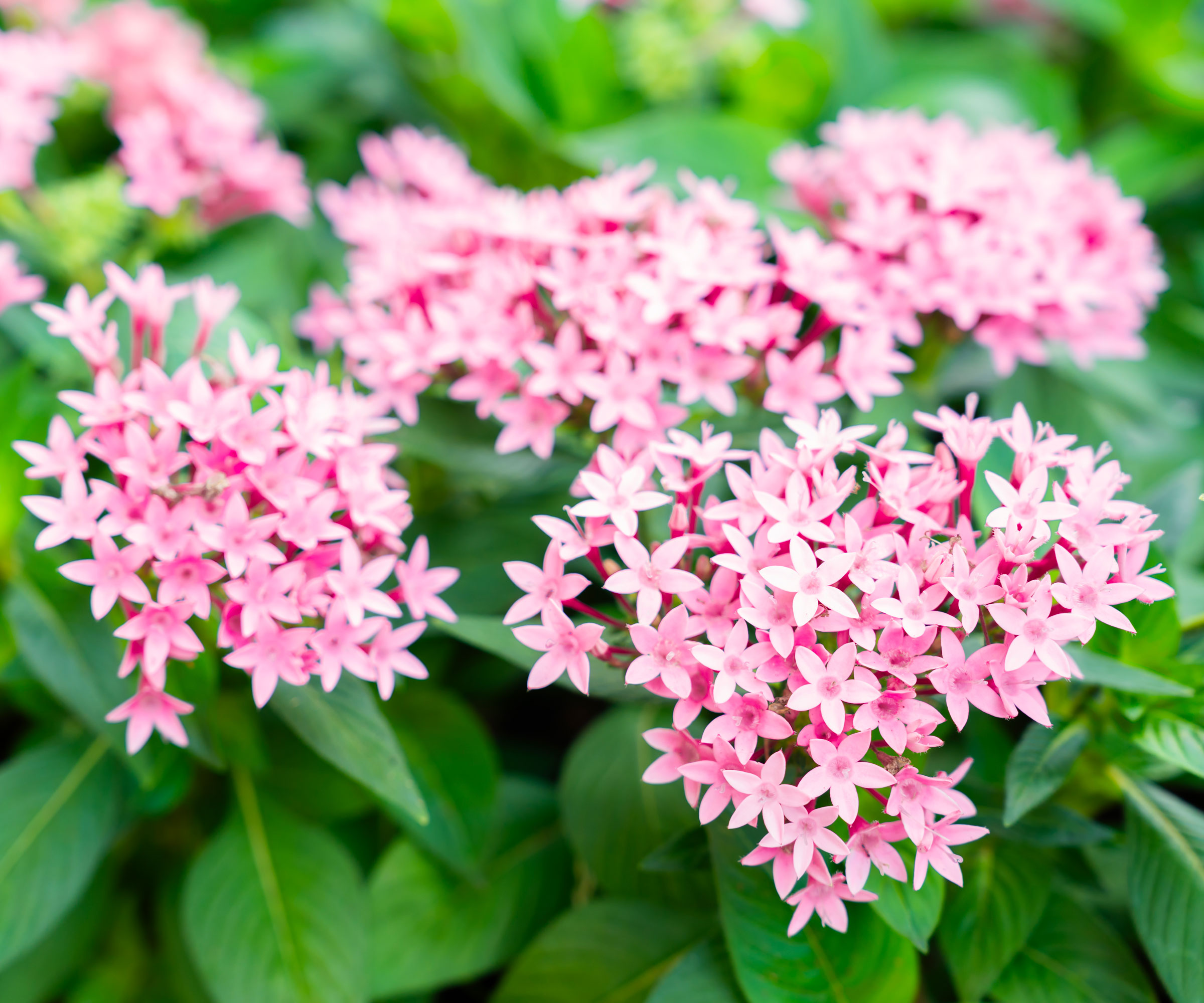 pentas plants with pale pink clusters of flowers