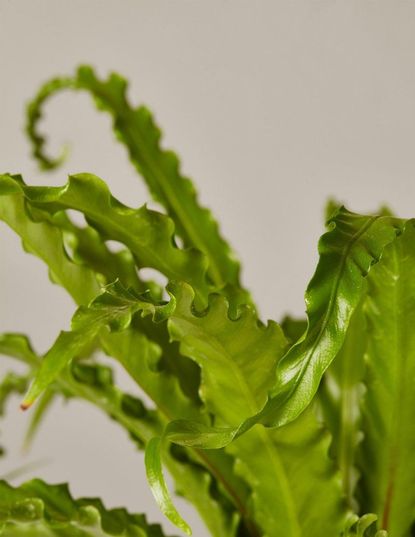 Bird’s Nest Fern