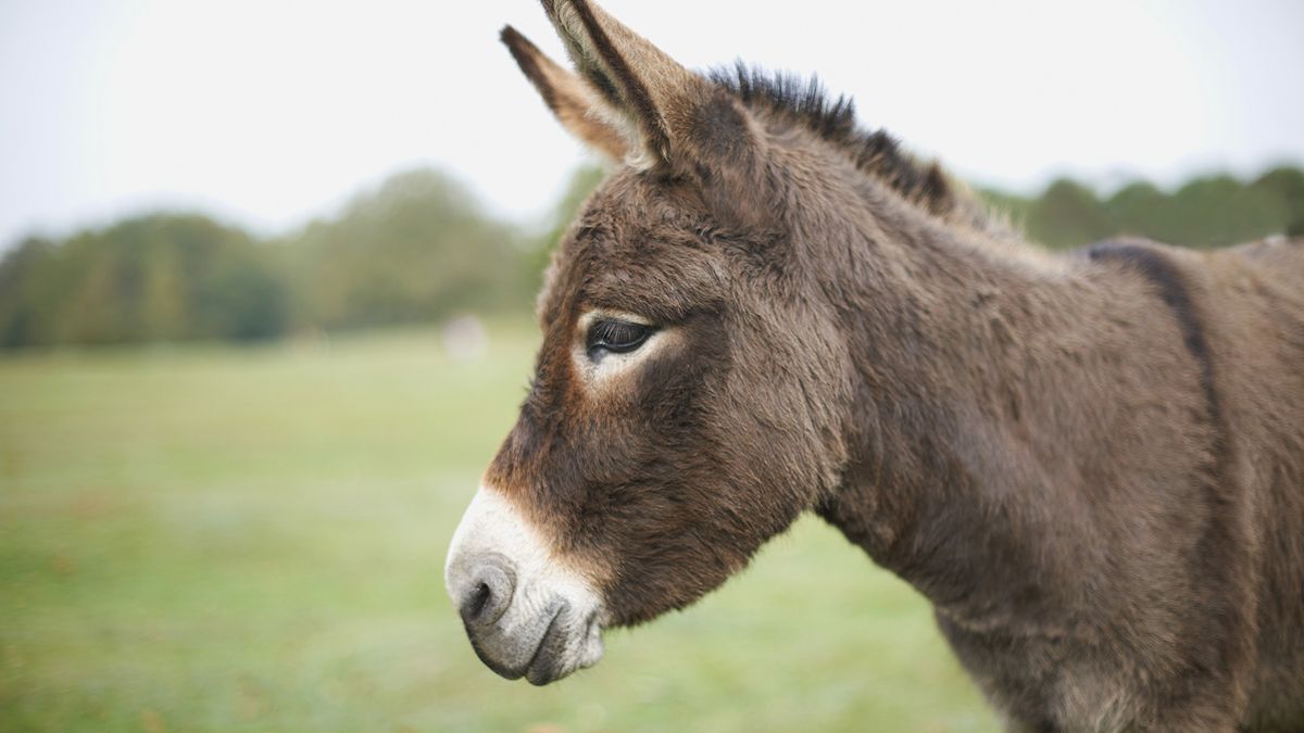 Facts about donkeys thumbnail