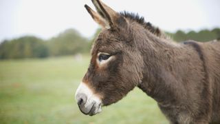 Donkeys have long, floppy ears and tend to be stockier than their equine cousins: horses and zebras.
