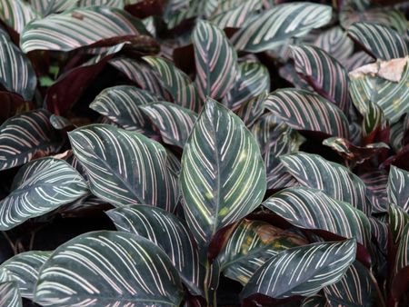 Dark Foliage Calathea Plants