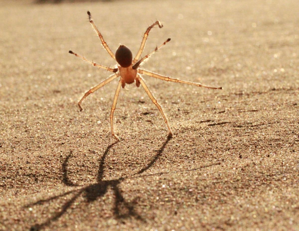 New Spider Species Cartwheels Down Sand Dunes Live Science